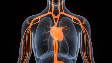 İnsan Dolaşım Sistemi Kalp Anatomisi. 3B illüstrasyon 