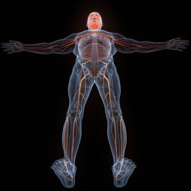 İnsan Sinir Sistemi Beyin Anatomisi Merkezi Organı. Üç Boyut