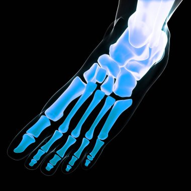 İnsan Vücut Kemiği Eklem Ağrısı (ayak eklemleri ve kemikler). 3D - Görüntü