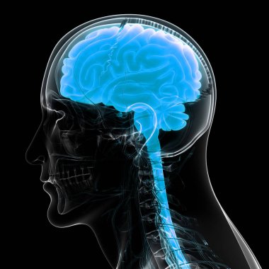 İnsan Sinir Sistemi Beyin Anatomisi Merkezi Organı. Üç Boyut