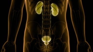 İnsan İdrar Sistemi Böbrekleri Anatomisi. Üç Boyut