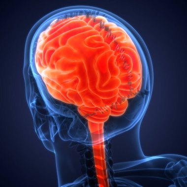 İnsan Sinir Sistemi Beyin Anatomisi Merkezi Organı. Üç Boyut