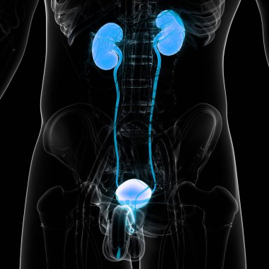 İnsan İdrar Sistemi Böbrekleri Anatomisi. Üç Boyut