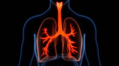 İnsan Solunum Sistemi Akciğerleri Anatomisi. 3B illüstrasyon 