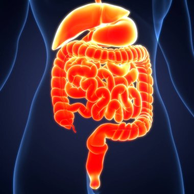 İnsan Sindirim Sistemi Anatomisi. 3B illüstrasyon 