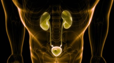 İnsan İdrar Sistemi Böbrekleri Anatomisi. Üç Boyut