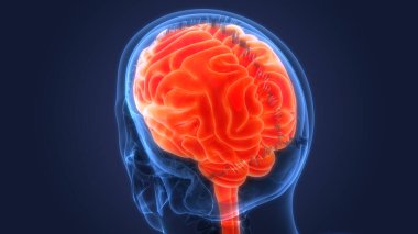 İnsan Sinir Sistemi Beyin Anatomisi Merkezi Organı. Üç Boyut