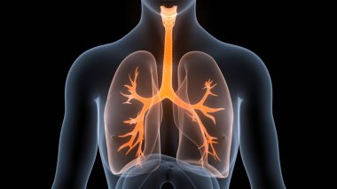 İnsan Solunum Sistemi Akciğerleri Anatomisi. 3B illüstrasyon 