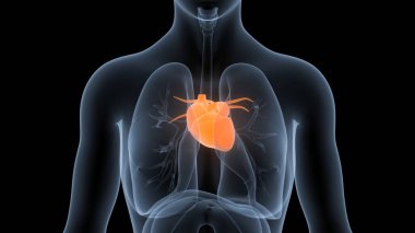İnsan Dolaşım Sistemi Kalp Anatomisi. 3B illüstrasyon 