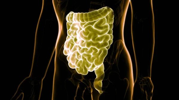 Human Digestive System Anatomy. 3D illustration