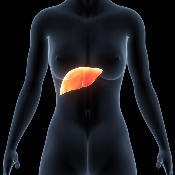 Human Internal Digestive Organ Liver Anatomy. 3D illustration 
