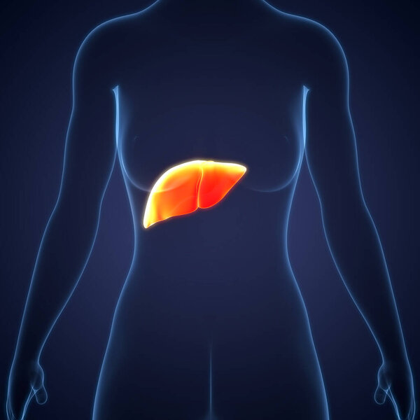 Human Internal Digestive Organ Liver Anatomy. 3D illustration 