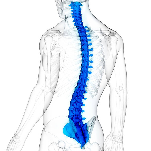 Vertebral Column of Human Skeleton System Anatomy