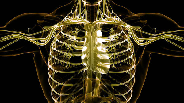 Анатомия сердца системы кровообращения человека. 3D иллюстрация 