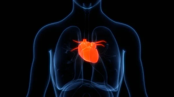 Human Circulatory System Heart Anatomy. 3D illustration