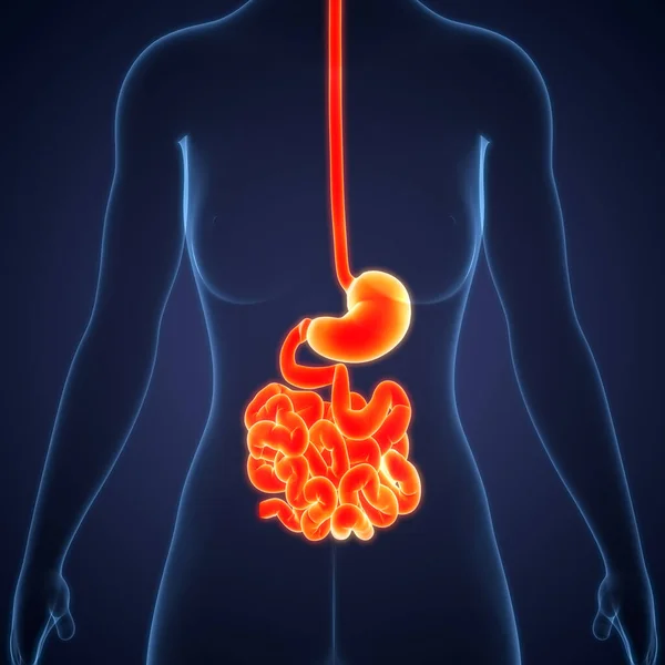 Anatomie Van Het Spijsverteringsstelsel Illustratie — Stockfoto