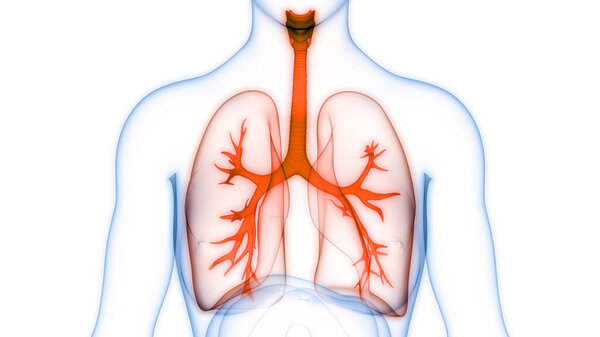 Легкие дыхательной системы человека с анатомией диафрагмы. 3D