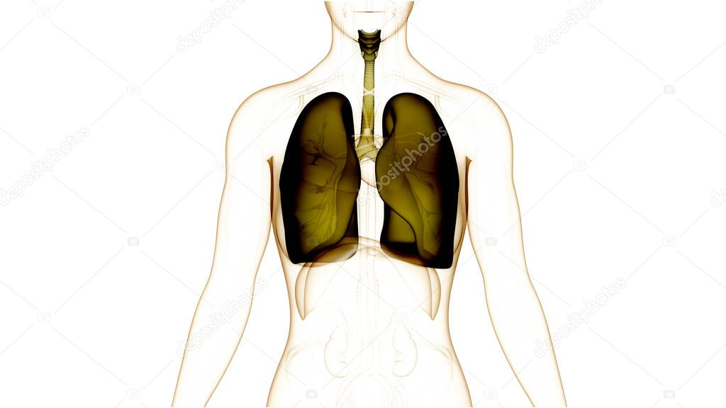 Human Respiratory System Lungs with Diaphragm Anatomy. 3D