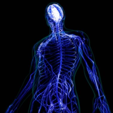 İnsan Sinir Sistemi Beyin Anatomisi Merkezi Organı. Üç Boyut