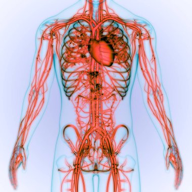 İnsan Dolaşım Sistemi Kalp Anatomisi. 3B illüstrasyon 