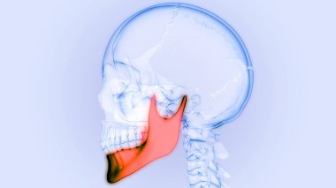 İnsan İskelet Sistemi Kafatası Kemiği Alt Çene Anatomisi. Üç Boyut