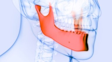 İnsan İskelet Sistemi Kafatası Kemiği Alt Çene Anatomisi. Üç Boyut