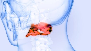 İnsan İskelet Sistemi Anatomisi 'nin omurga omurgası Atlas C1' i. Üç Boyut