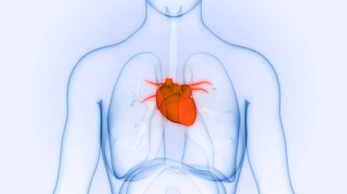 İnsan Dolaşım Sistemi Kalp Anatomisi. 3B illüstrasyon 
