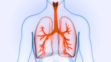 İnsan Solunum Sistemi Akciğerleri Anatomisi. 3B illüstrasyon 
