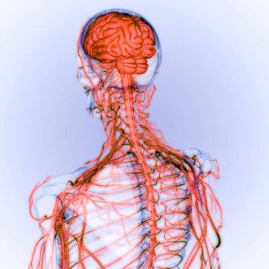 İnsan Sinir Sistemi Beyin Anatomisi Merkezi Organı. Üç Boyut
