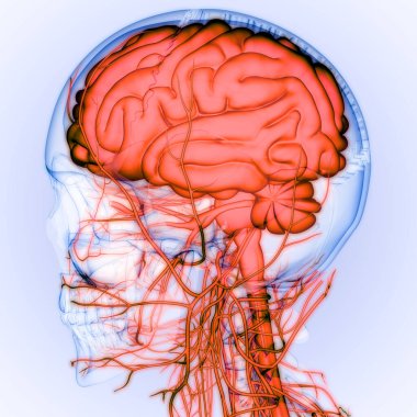 İnsan Sinir Sistemi Beyin Anatomisi Merkezi Organı. Üç Boyut