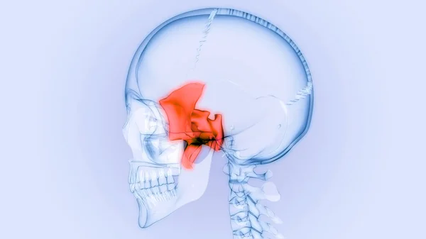 Human Skeleton Skull Parts Sphenoid Bone Anatomy. 3D