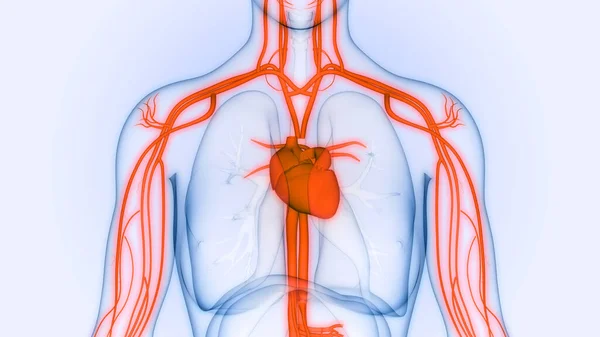 Sistema Circulatorio Humano Anatomía Del Corazón Ilustración — Foto de Stock