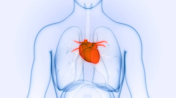 Human Circulatory System Heart Anatomy. 3D illustration 