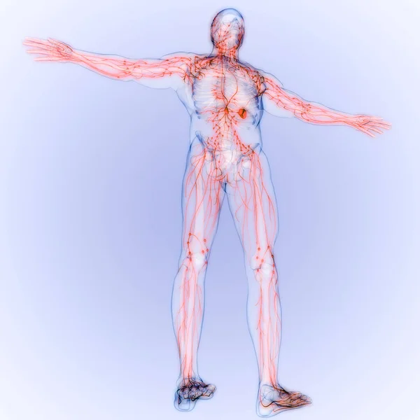 Human Internal system Lymph Nodes Anatomy. 3D illustration