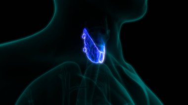 İnsan Vücut Bezleri Tiroit Bezi Anatomisi. 3D - Görüntü
