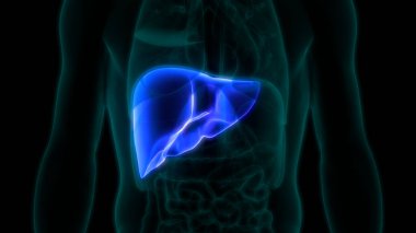 İnsan İç Sindirim Organı Karaciğer Anatomisi. 3B illüstrasyon 
