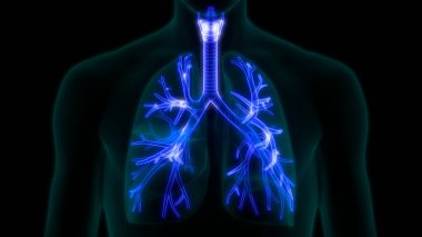 İnsan Solunum Sistemi Akciğerleri Anatomisi. 3B illüstrasyon 