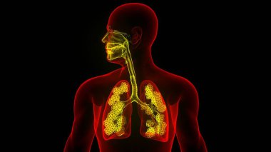 Larenksli İnsan Solunum Sistemi Ciğerleri ve Alveollü Gırtlak. Üç Boyut