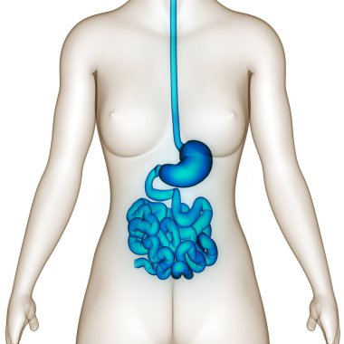 İnsan Sindirim Sistemi Anatomisi. 3B illüstrasyon 