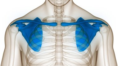 İnsan İskelet Sistemi Göğüs Korsesi (Omuz Korsesi) Anatomisi. Üç Boyut