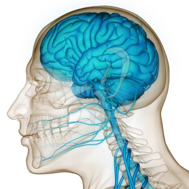 İnsan Sinir Sistemi Beyin Anatomisi Merkezi Organı. Üç Boyut