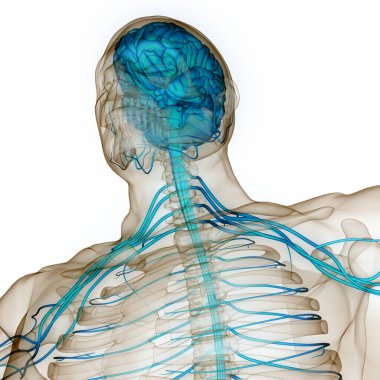 İnsan Sinir Sistemi Beyin Anatomisi Merkezi Organı. Üç Boyut