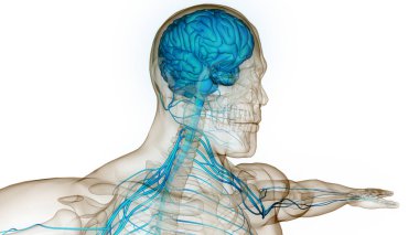 İnsan Sinir Sistemi Beyin Anatomisi Merkezi Organı. Üç Boyut