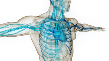 İnsan Dolaşım Sistemi Kalp Anatomisi. 3B illüstrasyon 