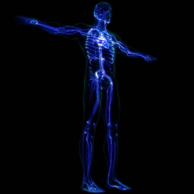 İnsan Dolaşım Sistemi Kalp Anatomisi. 3B illüstrasyon 