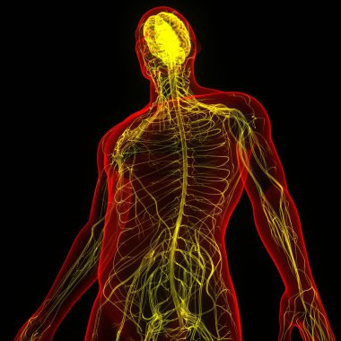 İnsan Sinir Sistemi Beyin Anatomisi Merkezi Organı. Üç Boyut