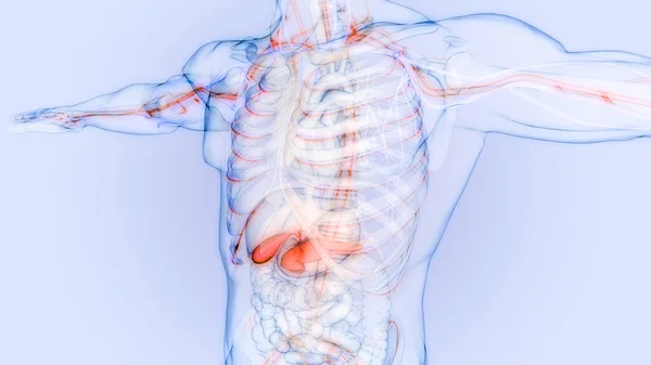 Human Internal Organs Pancreas with Gallbladder Anatomy. 3D
