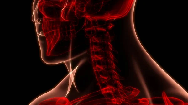 Spinal cord Anatomy (Cervical vertebrae). 3D - Illustration