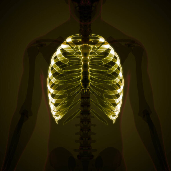 Рёберные суставы человеческой скелетной системы анатомия. 3D